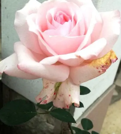 Family Rose Pavel Banja